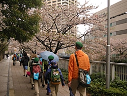 あいにくの雨の中でも、桜並木を元気よく歩く参加者の皆さん。